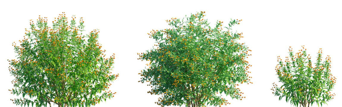 Set of Buddleja globosa (also known as the orange-ball-tree, orange ball buddleja, and matico) isolated png on a transparent background perfectly cutout high resolution	