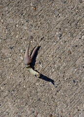Severed crab arm remains on concrete pavement
