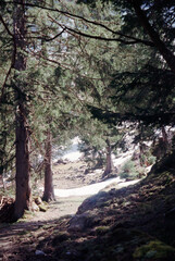 Obraz premium Swiss Alps Säntis Appenzell Trail Alpine Hiking Mountains on 35mm Analog Film Kodak Gold 200 Filmphotography