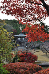 勧修寺　秋色に覆われる観音堂(京都市山科区)