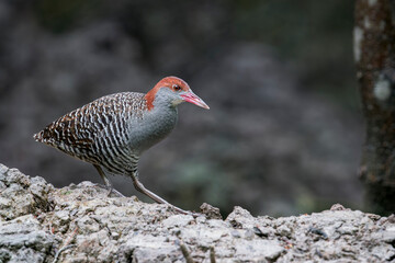 Obraz premium A Slaty-breasted Rail walks in the mud in the mangrove in Malaysia, Asia.