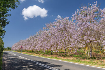 Flowering paulownia plantation, Paulownia tomentosa, military road "cami militar", Campos, Mallorca, Spain