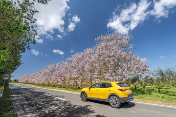 tourist car driving in front of flowering paulownia plantation, Paulownia tomentosa, military road "cami militar", Campos, Mallorca, Spain