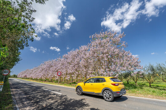 tourist car driving in front of flowering paulownia plantation, Paulownia tomentosa, military road "cami militar", Campos, Mallorca, Spain