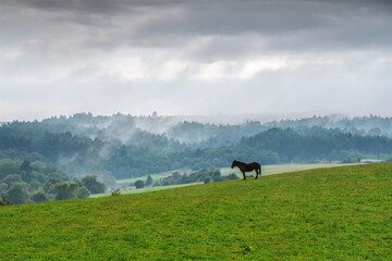 Landschaft mit schwarzem Pferd in Siebenb&uuml;rgen im Nebel in Rum&auml;nien -Landscape with black horse in Transylvania in the fog in Romania