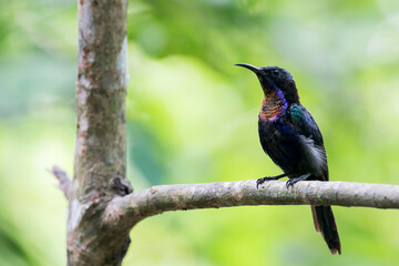 Naklejka premium A Copper-throated Sunbird sits with his beak towards the left on a twig in Malaysia, Asia.