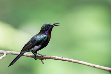 Naklejka premium A Copper-throated Sunbird sits with his beak towards the right on a twig in Malaysia, Asia.