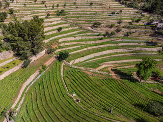Traditional terraces for planting vines, Na Bernadeta, Esporles village, Natural area of the Serra de Tramuntana., Majorca, Balearic Islands, Spain