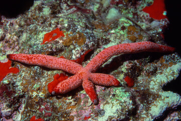 Regeneration, a starfish regenerating three arms