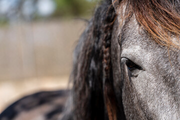 Purebred Spanish horse, Campos, Mallorca, Balearic Islands, Spain