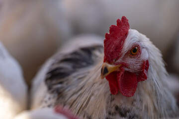 laying hen pen, Campos, Mallorca, Balearic Islands, Spain