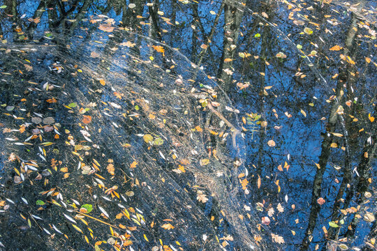 Surface de l'eau avec des feuilles d'automne flottantes