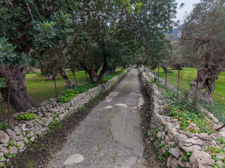 rural road between olive grove , Bunyola, Natural area of the Serra de Tramuntana., Majorca, Balearic Islands, Spain