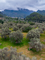 olive grove in Bunyola, Natural area of the Serra de Tramuntana., Majorca, Balearic Islands, Spain