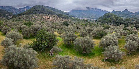 olive grove in Bunyola, Natural area of the Serra de Tramuntana., Majorca, Balearic Islands, Spain