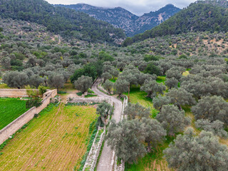rural road between olive grove , Bunyola, Natural area of the Serra de Tramuntana., Majorca, Balearic Islands, Spain