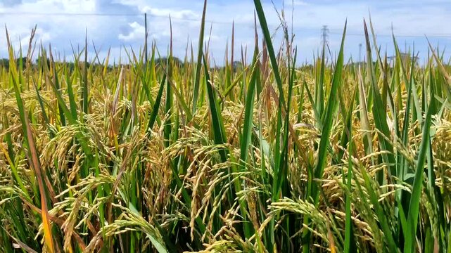Close up of golden ripening rice (Oryza sativa) stalks swaying gently in a lush green field under a clear blue sky with white clouds. The rice is ripe and ready for harvest.