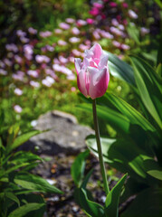 A soft pink tulip stands against a backdrop of other flowers in the garden.