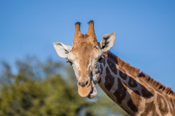 portrait of a giraffe