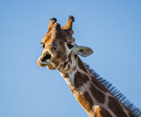 funny face giraffe 