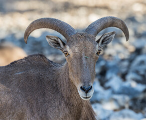 close up of a mountain goat
