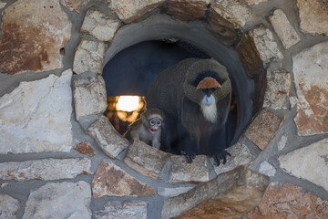new born De Brazza monkey 