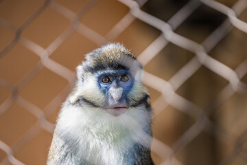 red tailed monkey 