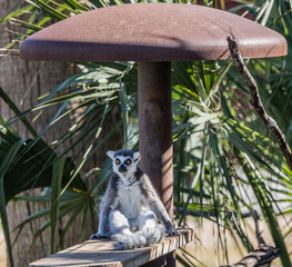 ring tailed lemur