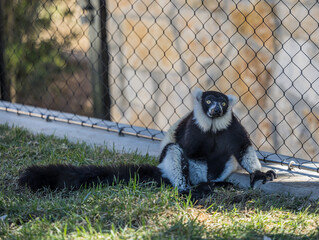 black and white lemur