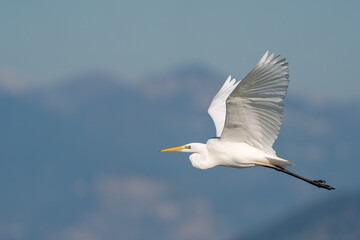 heron in flight
