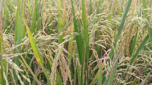 Close up of ripening yellow rice grains (Oryza sativa) in a lush paddy field. The rice is ripe and ready for harvest. Perfect for agriculture, farming, and botany studies.
