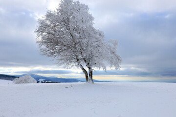 Verschneiteume Auf Dem Schauinsland Einem