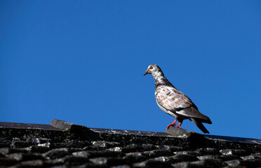 Fototapeta premium Rock Pigeon (Columba livia)