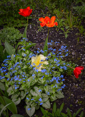 Bright tulips blooming in the garden.