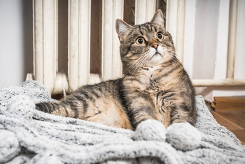 Fototapeta na wymiar Cat lies next to an old radiator to get warm.