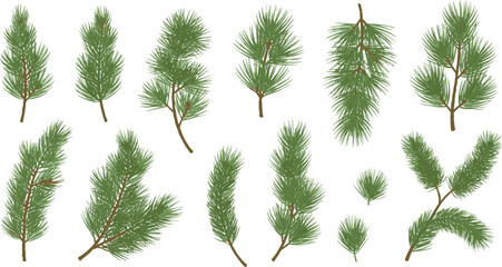 Various Pine Tree Branches on White Background with Green Leaves nature plants