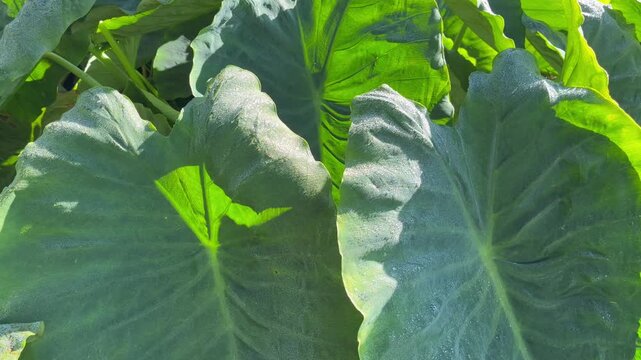 Close Up of Large Green Elephant Ear Leaves with Texture and Sunlight background