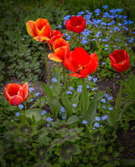 Red tulips blooming in the garden.