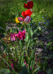 Multicolored tulips blooming in the garden.