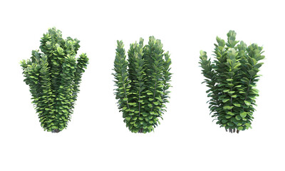 Mimusops caffra set front view png alpha channel