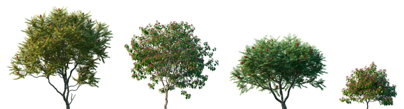 Set of Rhus typhina and Clerodendrum trichotomum blossoming frontal street trees isolated png on a transparent background perfectly cutout