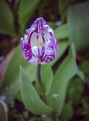 A flat tulip blooming in the garden.