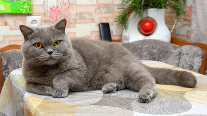 grey british cat lying on a table with its head turned to the side