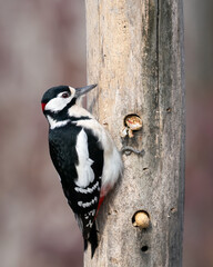 great spotted woodpecker