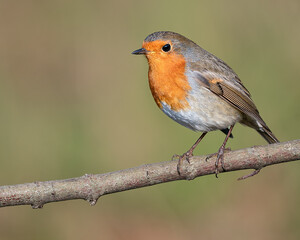 robin red breast