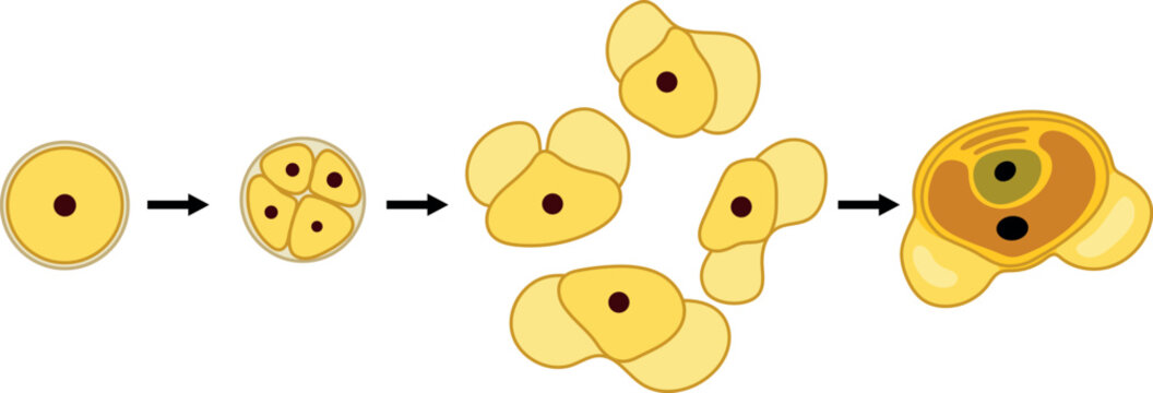 Formation of male gametophyte in spruce. Sexual process in spruce from the microspore mother cell to the male gametophyte (pollen grain)