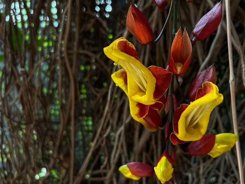 Thunbergia mysorensis exotic tropical flower hanging on vine, botanical close-up