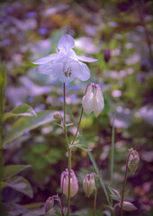 Delicate columbine flowers blooming in the garden.