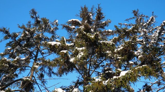 Snow-covered Fir Spruce trees against blue sky. Consequences of Winter storm in Serbia. Meteorological condition. Climate change. Weather forecast. Solar anticyclone. Coniferous forest. Christmas tree