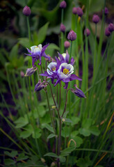 Blue and white columbines blooming in the garden.